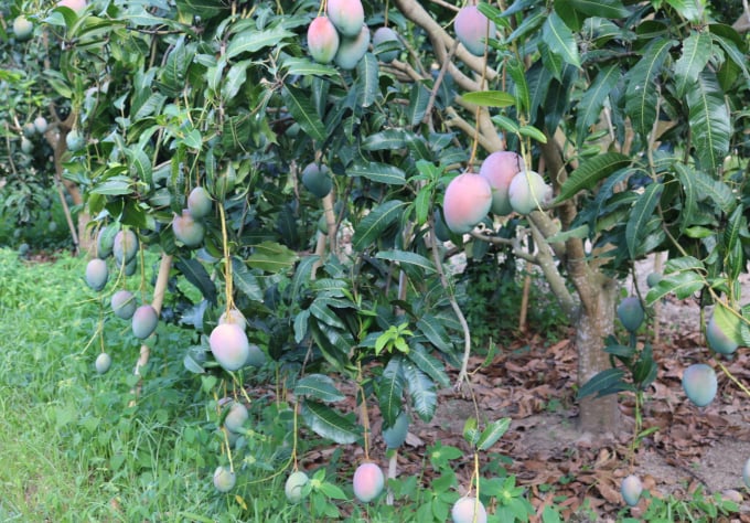 Ông Mai Xuân Thương, Giám đốc Trung tâm Nông nghiệp công nghệ cao Khánh Hòa, cho biết, tại Việt Nam, giống xoài Keitt được du nhập về Khánh Hòa cùng 2 giống xoài KP và R2E2, do ông John Ed.Morton - Chủ tịch Hiệp hội cây ăn quả bang Queesland (Úc) - Chủ tịch HĐQT kiêm Tổng giám đốc Công ty Nông sản EMU (Khánh Hòa) mang qua bằng chồi từ năm 2001. Ảnh: Kim Sơ.