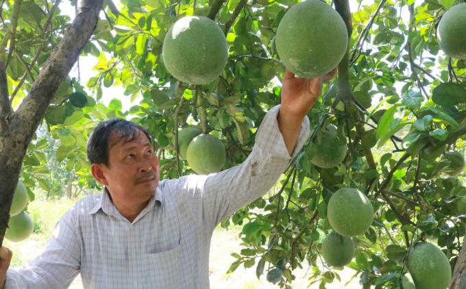 Ông Nguyễn Xuân Long dưới gốc bưởi trĩu quả. Ảnh: Kim Sơ.