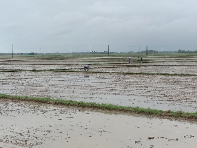 z2232242650310_181bfc832f739391fa06b0d6b45a6799-112840_276.jpg Sở NN-PTNT Phú Yên lưu ý các địa phương bố trí gieo sạ vụ Đông Xuân 2020-2021 hợp lý, tránh mất giống. Ảnh: KS.