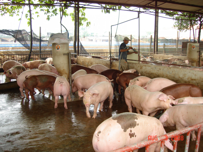 gia-heo-hoi-xuong-duoi-muc-80000-dong-kg-do-anh-huong-dich-ncov-142153_20200210_775.jpg Một trại heo ở Đông Nam bộ.