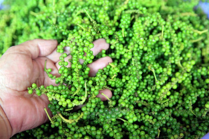 vietnam-pepper-rice-2020-2021-091323_755.jpg Gái tiêu lại đồng loạt ở mức từ 50.000 đồng/kg trở lên.