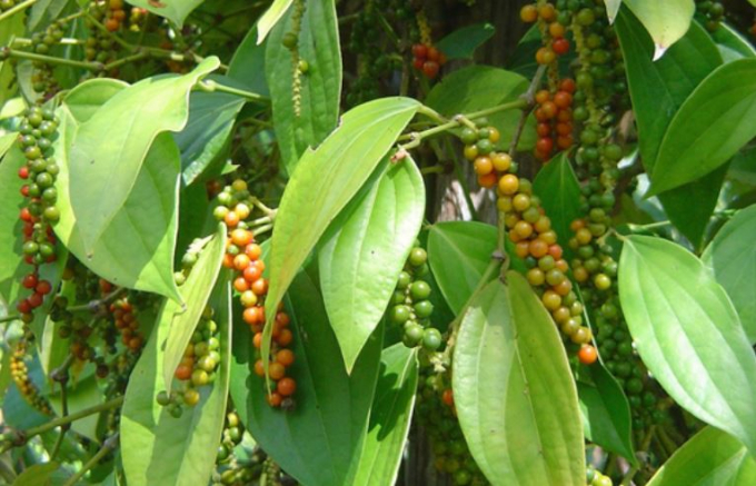 peppercorn-vicofood-141140_900.jpg Hồ tiêu bị kẹt ở Nepal đã có thể tái xuất về nước. Ảnh: Vico Food.