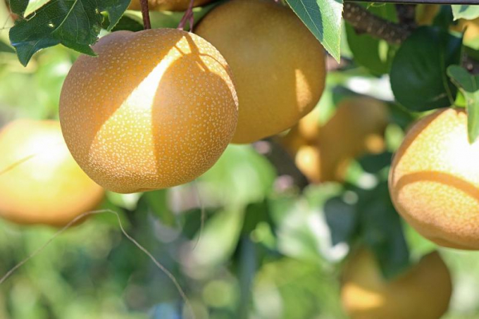 Lê Trung Quốc nằm trong nhóm rau quả nhập vào Thái Lan có nguy cơ rủi ro rất cao về dự lượng thuốc BVTV. Ảnh: TL.