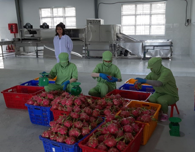 nha-dong-goi--thanh-binh-114444_226.jpeg Nhà xưởng đóng gói của Hợp tác xã Thanh long Thanh Bình. Ảnh: VCED.