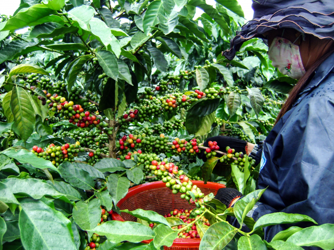vietnam-harvesting-151813_679.jpg Nhân công hái cà phê đang ngày càng khan hiếm. Ảnh: TL.