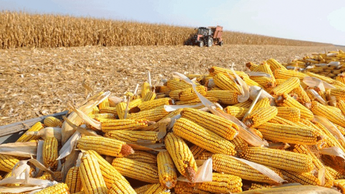cornmaize_moz_not_-081433_469.jpg Lượng ngô nhập khẩu về Việt Nam đã vượt mốc 12 triệu tấn. Ảnh: TL.