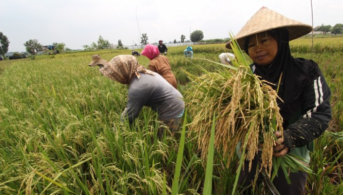 Indonesia hoãn nhập khẩu gạo sang tháng 6 để hỗ trợ giá lúa gạo nội địa. Ảnh: TL.
