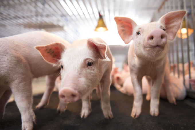 Pork prices constantly go up and down, so farmers are afraid to re-herd.