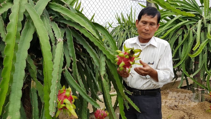 Thanh long Việt Nam đang chiếm hơn 80% thị phần ở thị trường Nhật Bản. Ảnh: Minh Sáng.