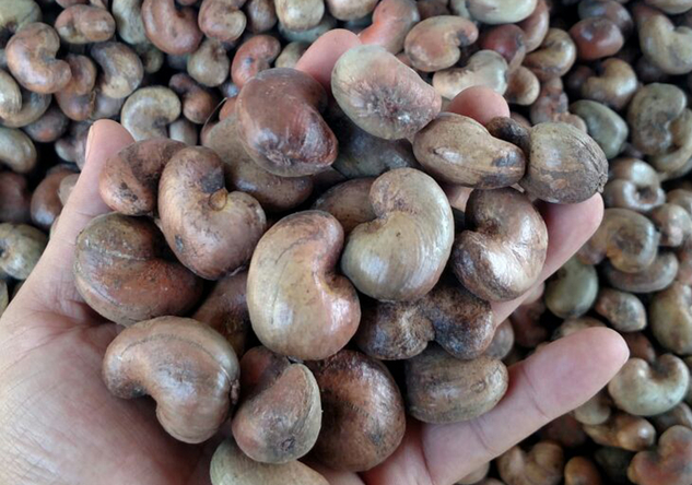 Raw cashews imports increased unexpectedly in both volume and value this year. Photo: TL.