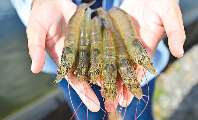 The imported Vietnamese shrimp’s price is much higher than the average imported shrimp’s price in the US. Photo: TL.