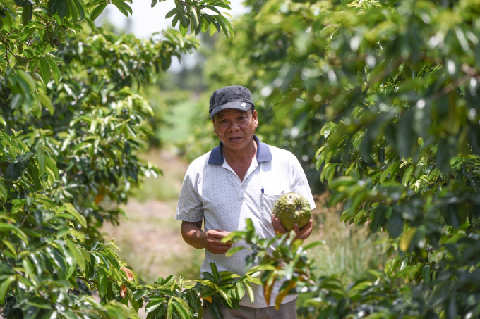 Soursop of Hau Giang granted the certificate of trademark registration, is planted and processed into tea and jam. Photo: Trung Chanh.