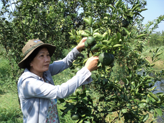 Fruit industry plays an important role in Hau Giang's economy in which citrus is the fruit crop of the largest cultivation area. Photo: Trung Chanh