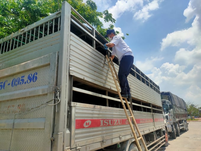 Pork imported to Vietnam was checked at a border gate. Photo: CTY.