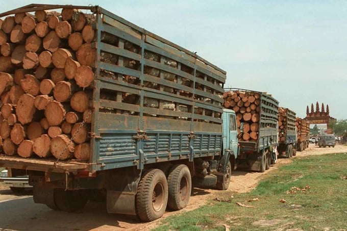 Cambodian timber exported to Vietnam. Photo: AFP.