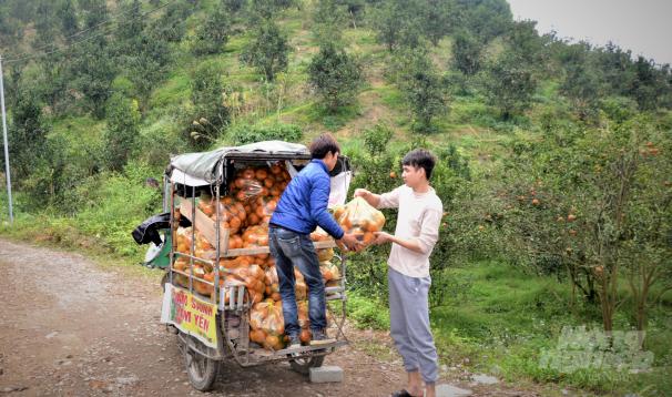 Phát triển nông nghiệp tốt là thành tựu nổi bật trong nhiệm kỳ 2015 - 2020 mà tỉnh Tuyên Quang đã đạt được. Ảnh: Đào Thanh.