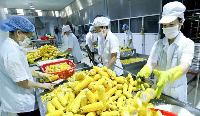 nong-lam-san-huong-loi-sau-mot-nam-evfta-co-hieu-luc-175954_20210802_505.jpeg Dây chuyền chế biến ngô tại Việt Nam.