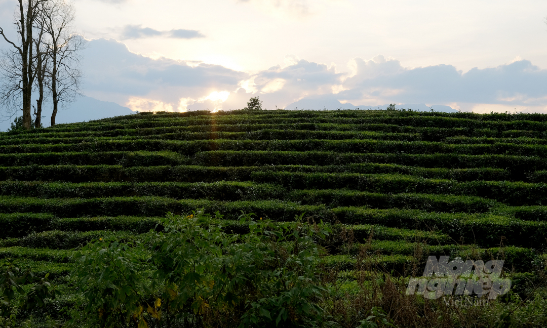 With a tea hill of 1,000 ha, Ban Bo Commune makes up nearly half of the total tea-growing areas of ​​Tam Duong District. Photo: Bao Thang.