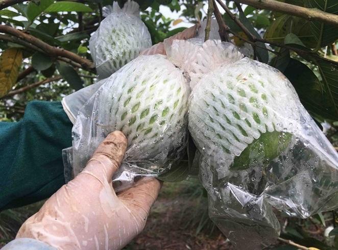 nilong-140936_274.jpg Hàng hóa xuất khẩu sang Trung Quốc được yêu cầu bọc túi ni lông.