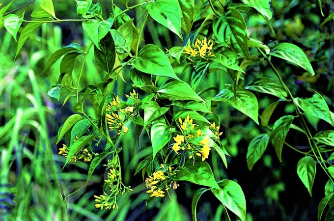 la-ngon-115253_262.jpg Lá ngón, loại lá cực độc mọc nhiều trên những cánh rừng ở tỉnh Tuyên Quang. Ảnh: TL.