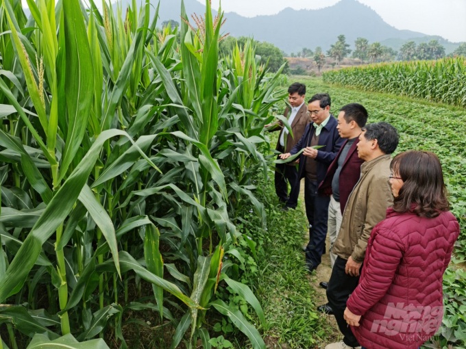 z2242929623833_6c9a357b99c5f8d369803c25c0ae4c78-203407_384.jpg 2 giống ngô có những ưu điểm nổi bật như cây sinh trưởng khỏe, cây to, bộ lá xanh bền, chống đổ và chịu hạn tốt. Ảnh: Đào Thanh.