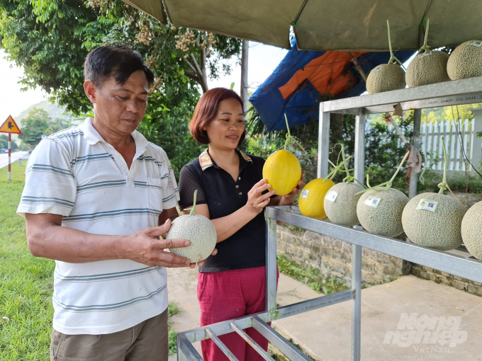 z2619767232271_6a5b706ed0f58817fc2c0f3f0c82792d-000301_476.jpg Những quả dưa vàng, dưa lưới do ông trồng đảm bảo an toàn vệ sinh thực phẩm được thương lái thu mua ổn định từ 35.000 đến 40.000 đồng/kg.