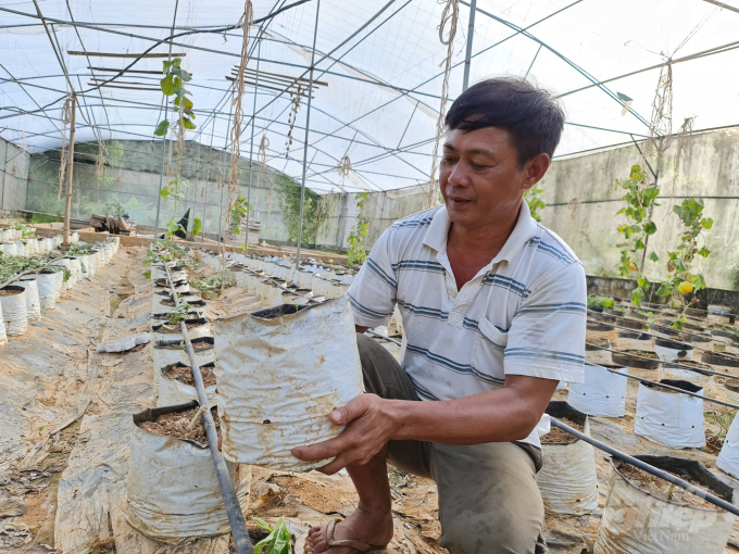 z2619767371875_cf079ea24d8e16e695d513600ba2f1fa-000001_191.jpg Ông Oánh chia sẻ với Báo Nông nghiệp Việt Nam, mô hình trồng dưa trong nhà màng này, yếu tố quan trọng đầu tiên là đất đưa vào vườn phải đảm bảo sạch bệnh, đủ dinh dưỡng.