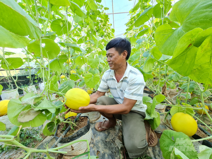 z2619769147405_d0dd2364c017a3618a6cbadd0e3f7dd5-000059_879.jpg 5 năm trồng dưa trong nhà kính, ông rút được kinh nghiệm chăm sóc để vườn dưa không bị sâu bệnh tấn công, đảm bảo tưới tiêu phù hợp tùy theo điều kiện thời tiết.