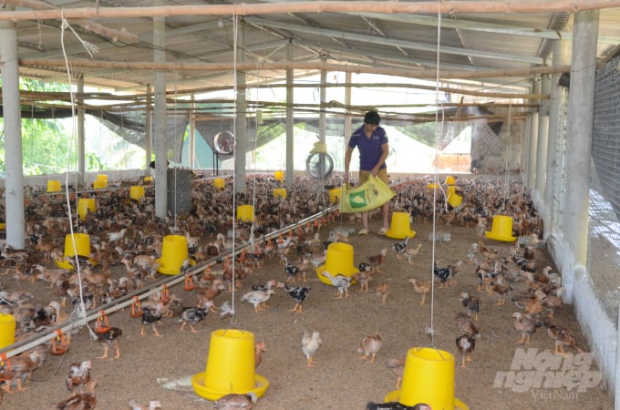 The low price makes it difficult to sell, many livestock establishments in Tuyen Quang aim to reduce the total flock size. Photo by: Dao Thanh.