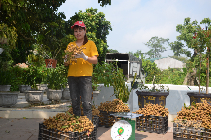 Thời điểm này cũng có thương lái đến các nhà vươn thu mua nhưng rất lác đác và giá không cao.