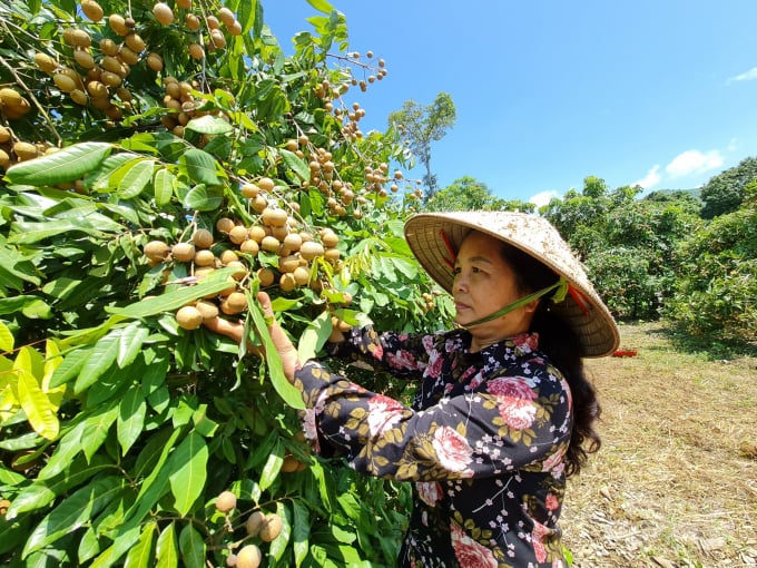 Đầu vụ năm nay, nhãn Thái Bình được người dân nơi đây bán 40.000 đồng/kg.
