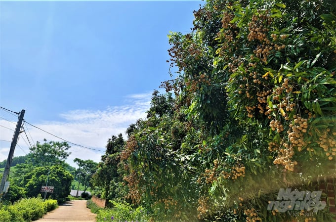 Thế nhưng do ảnh hưởng của dịch Covid-19 bùng phát, việc thông thương hạn chế, nhãn vào vụ chín rộ nhưng thương lái đến thu mua rất ít. 