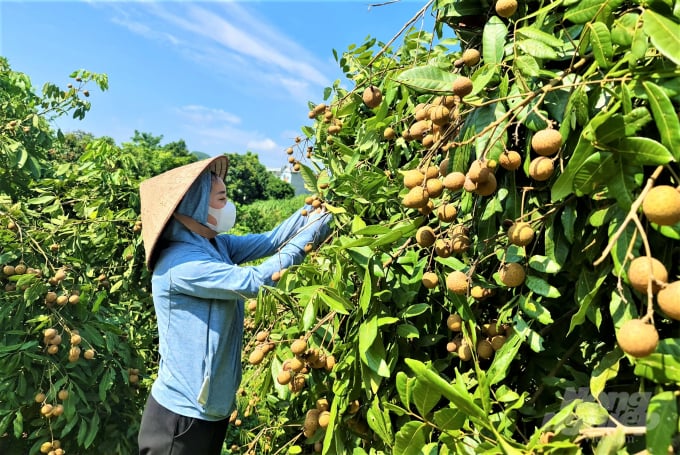 Nhãn đến giai đoạn chín không được thu mua kịp thời sẽ bị nứt và nhạt dần.