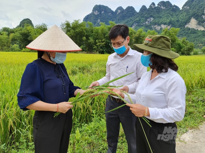Các đại biểu tham quan mô hình, trao đổi về khả năng kháng sâu bệnh cũng như năng suất của giống lúa BC15 kháng đạo ôn. Ảnh: Đào Thanh.