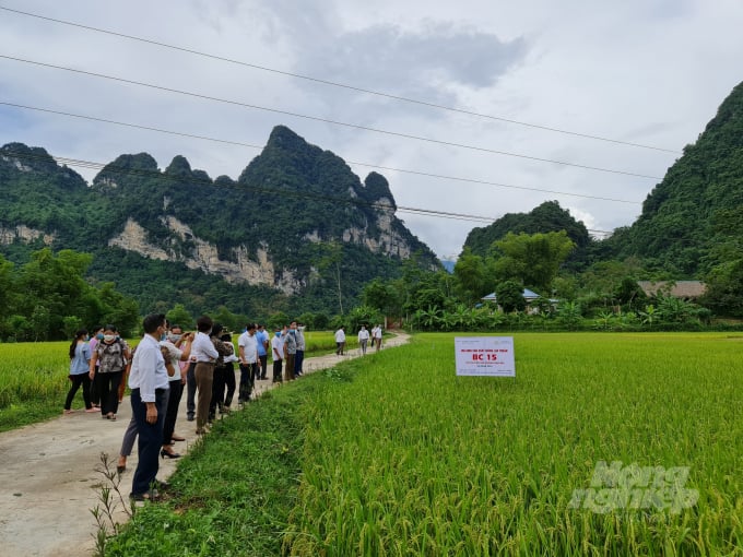 Mô hình giống lúa BC15 có chuyển gen kháng đạo ôn, huyện Lâm Bình, tỉnh Tuyên Quang. Ảnh: Đào Thanh.