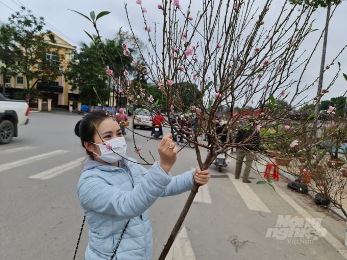 z3148707880249_c91da295c83e937dfdcdd8211d6be1cc-092413_977.jpg Dù áp Tết, nhưng nhiều gia đình vẫn chọn cho mình được cành đào ưng ý với giá phù hợp.