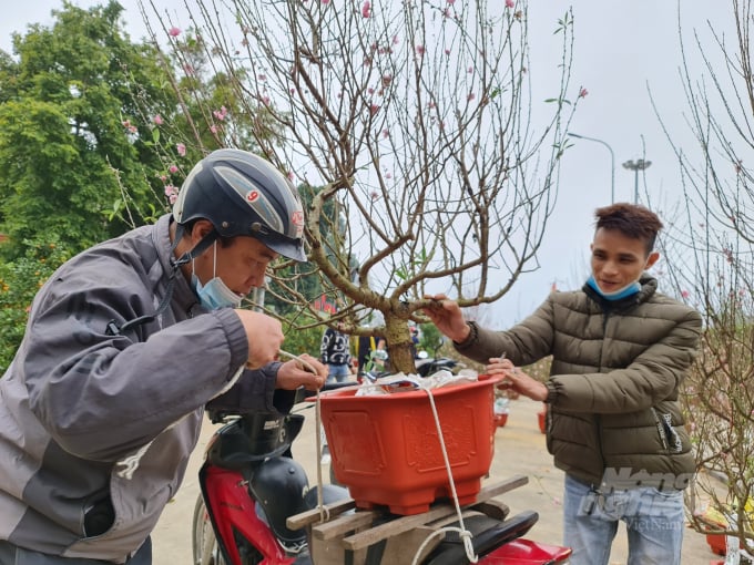 z3148707933941_ecca6c95cc43b7012949699f806b772f-092659_119.jpg Cây đào này chỉ có giá 250.000 trong khí đó Tết năm ngoái giá từ 300.000 đến 350.000.