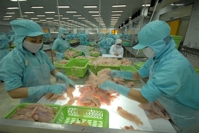 15-16-59_xk_c_tr_2019-145531.jpg Chế biến cá tra xuất khẩu. Ảnh: Lê Hoàng Vũ.
