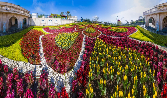 2-hoa-tulip-o-ba-na-hills-151424_811.jpg Hoa Tulip ở Bà Nà Hills.