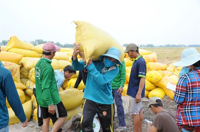 Cập nhật giá lúa gạo hôm nay 17/4/2025 mới nhất
