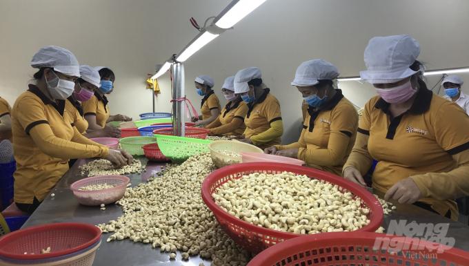 Nhân điều là một trong những sản phẩm thực vật xuất nhiều sang EU. Ảnh: Thanh Sơn.
