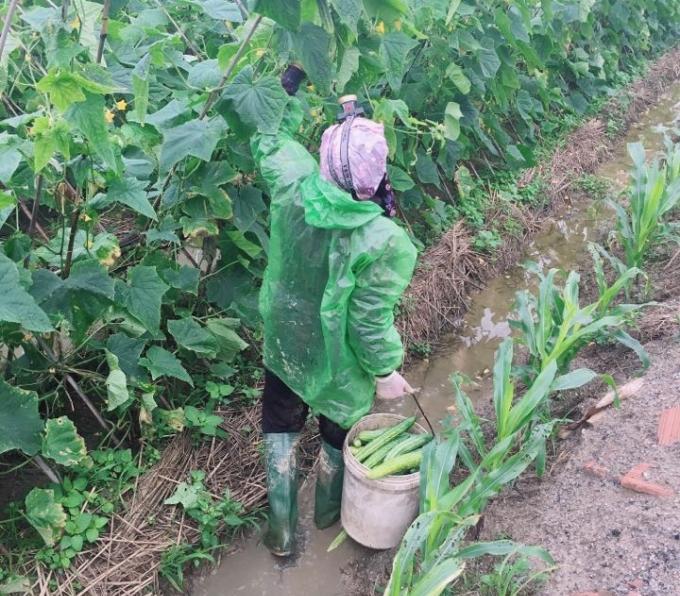 Cô Nguyễn Thị Lụa đeo đèn pin, mặc áo mưa để đi hái dưa chuột từ 3 giờ sáng.