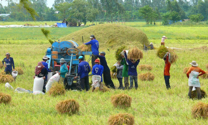nong-nghiep-la-tru-cot-sao-dau-tu-cong-chi-dap-ung-30-nhu-cau-102111_20200417_619.jpg Thu hoạch lúa tại ĐBSCL. Ảnh: Lê Hoàng Vũ.