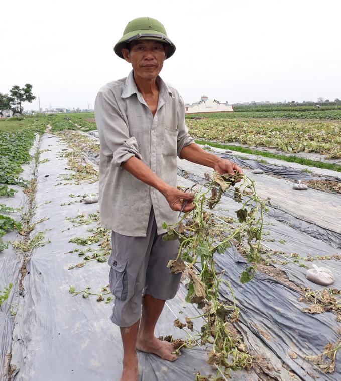 Hàng trăm gốc dưa của gia đình ông Vũ Văn Thi bị nhiễm bệnh, gia đình ông buộc phải nhổ bỏ. Ảnh: Mai Chiến.