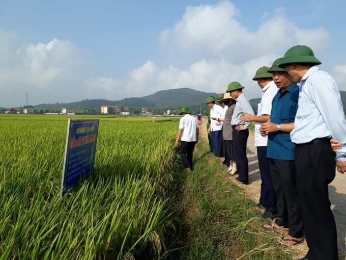 Vụ lúa đông xuân năm nay Can Lộc được mùa, được giá, nông dân phấn khởi.