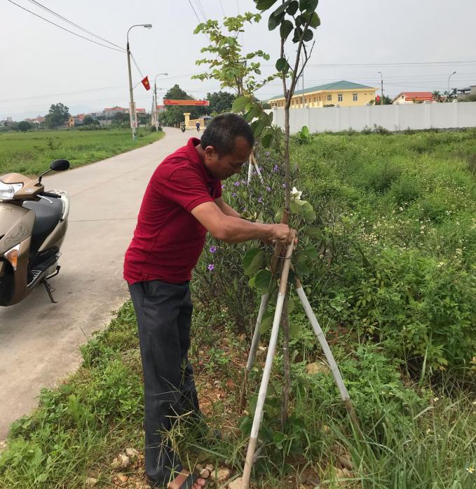 Ông Trịnh Hữu Văn, khu Vân Quế buộc lại những cây chống đỡ cho hàng hoa ban Tây Bắc thêm vững chắc.
