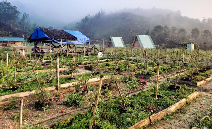Một góc trang trại hoa hồng của anh Minh. Ảnh: LK.