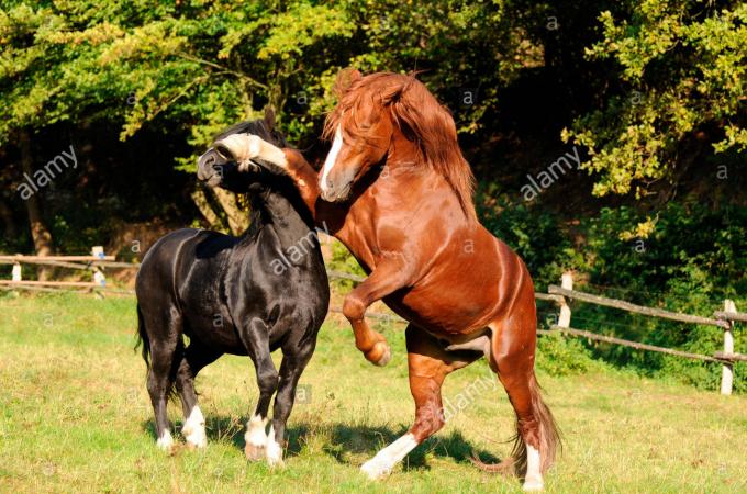 Ngựa giống xứ Wales. Ảnh: Alamy.