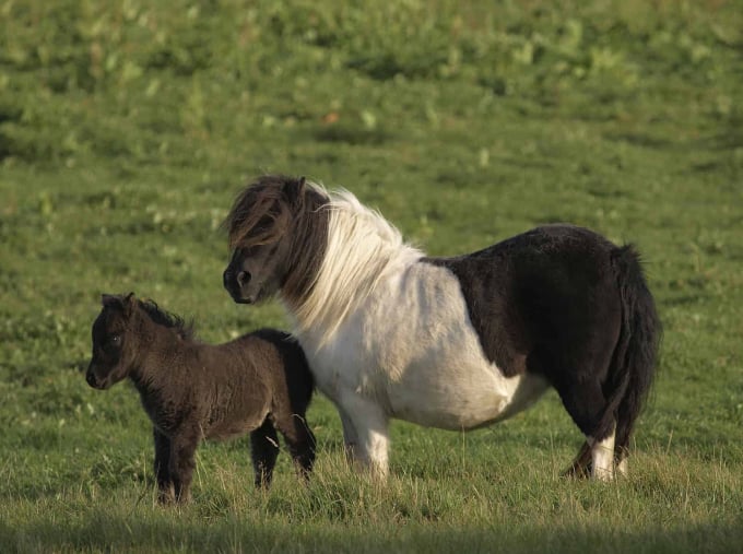 miniature-horse-and-foal-214900_838.jpg Ngựa giống nhỏ có tên tiếng Anh là Miniature. Ảnh: The Horse.