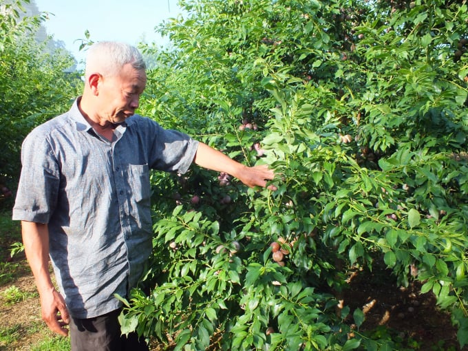man-1-205827_755.jpg Ông Nguyễn Tiến Dũng bên vườn mận được đánh giá đẹp nhất Mộc Châu. Ảnh: Lê Bền.